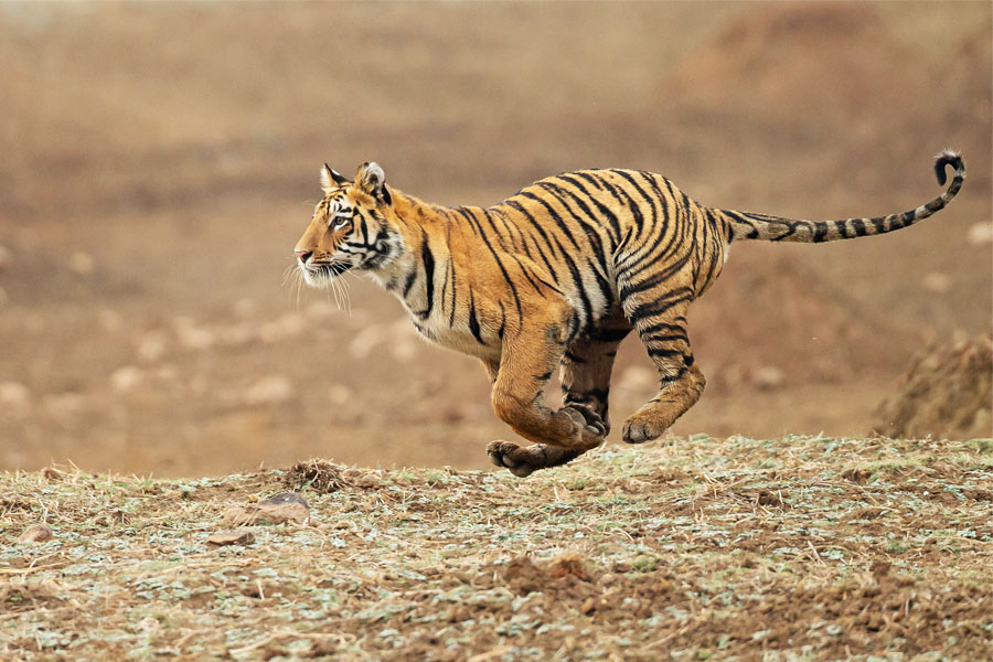 Wildlife With Culture Of Rajasthan